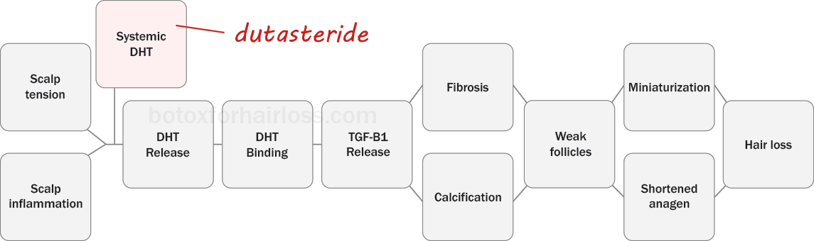 How dutasteride works