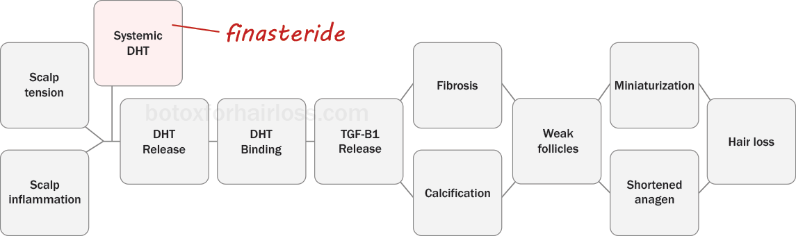 How finasteride works