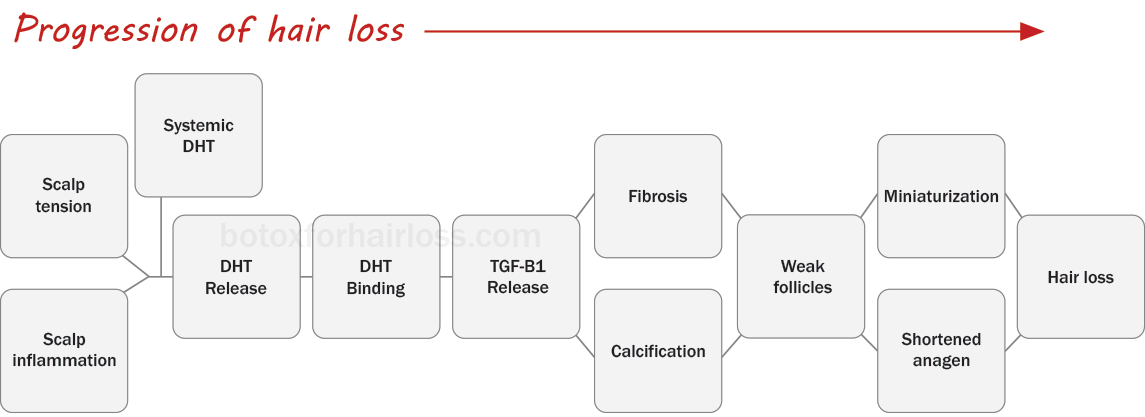 How hair loss works