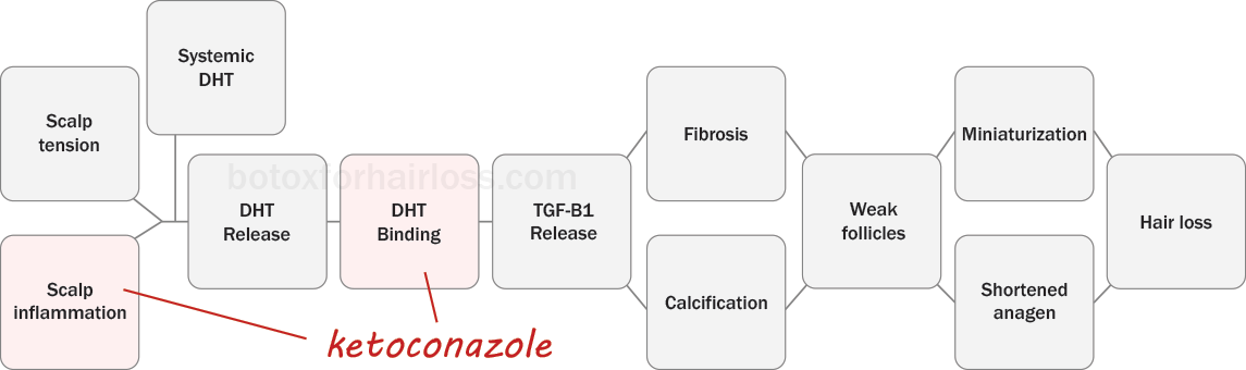 How ketoconazole works