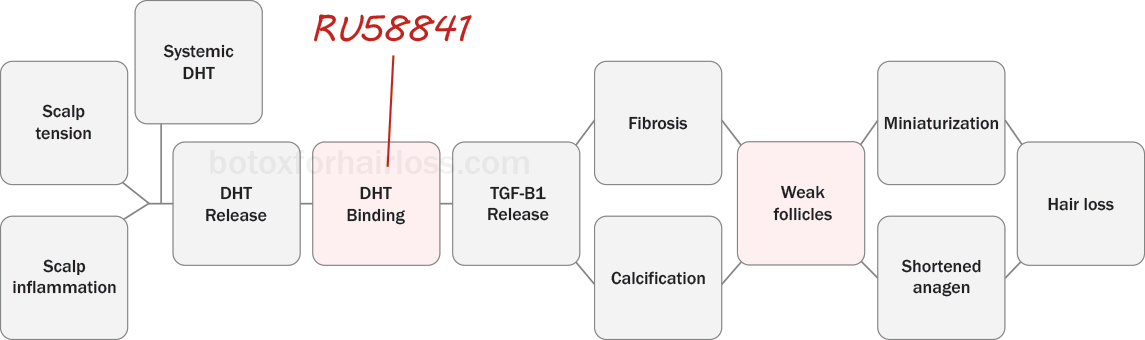 How RU58841 works