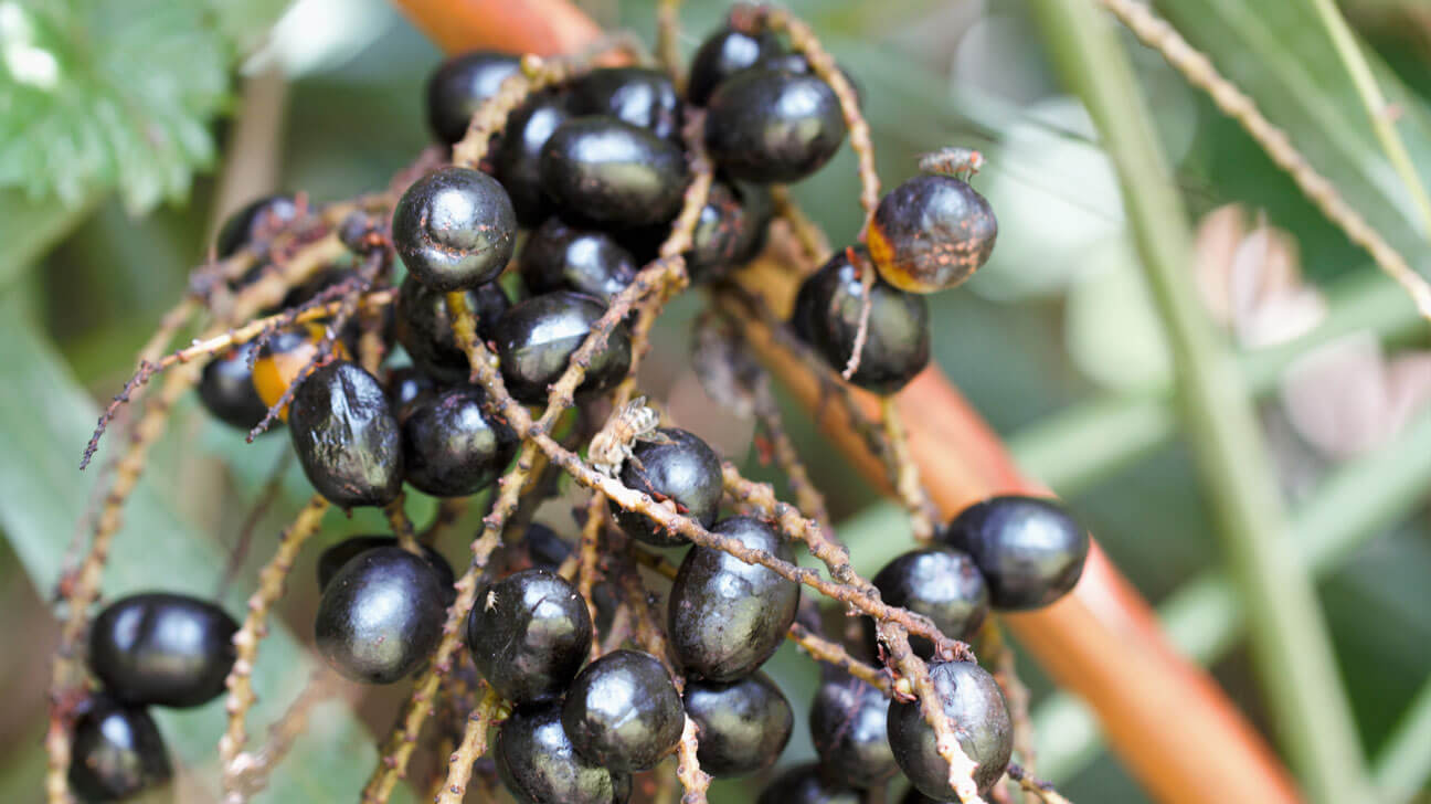 saw palmetto