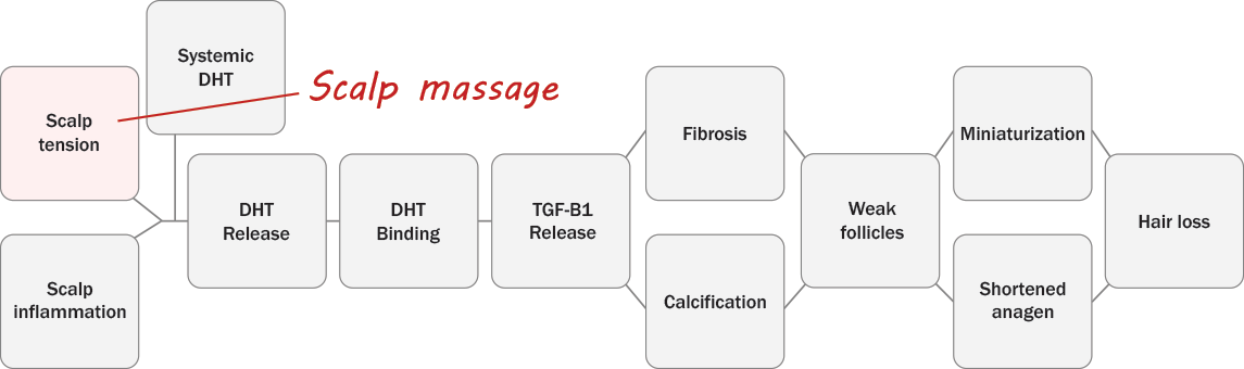 How scalp massage works