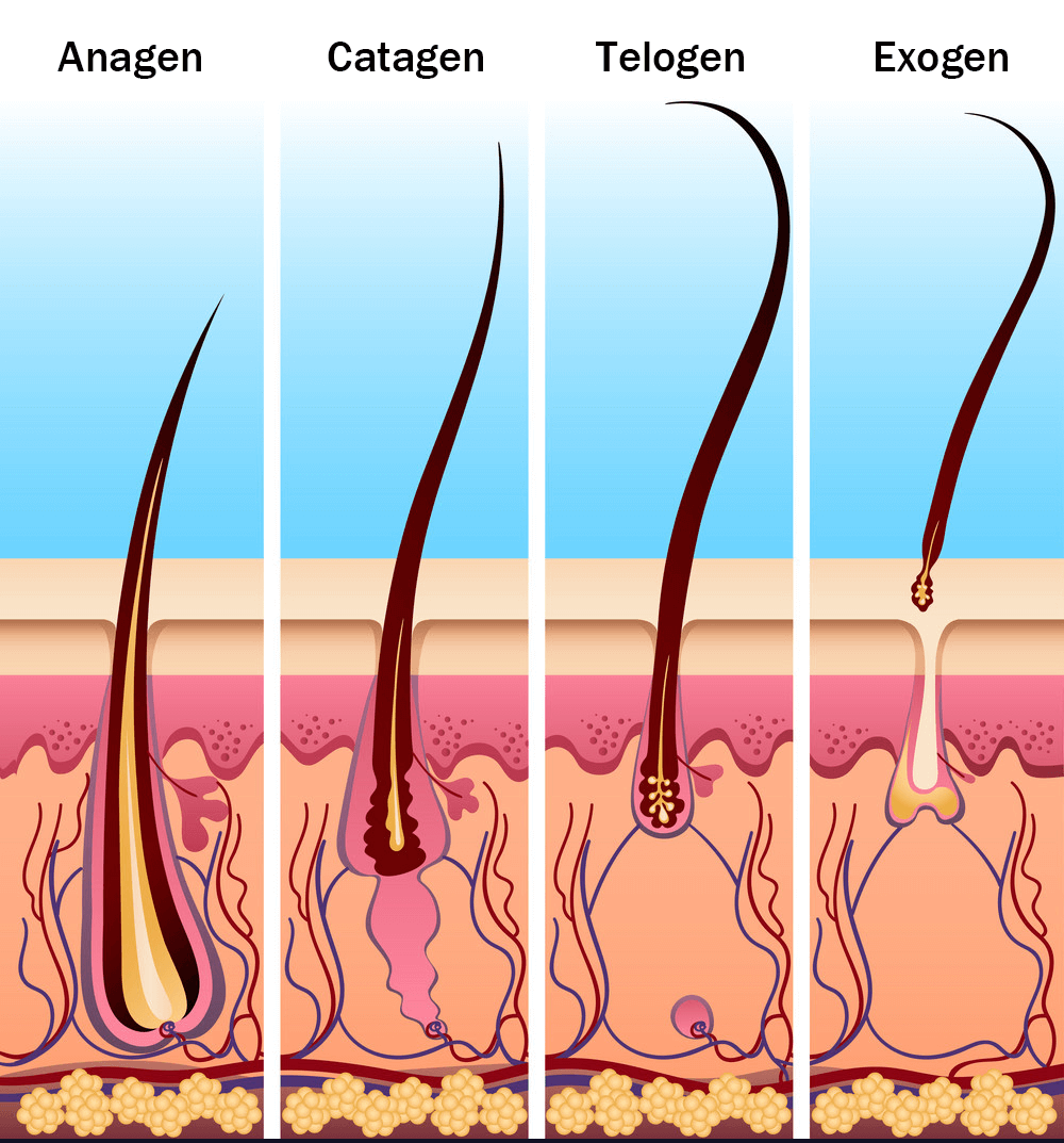The four phases of hair growth